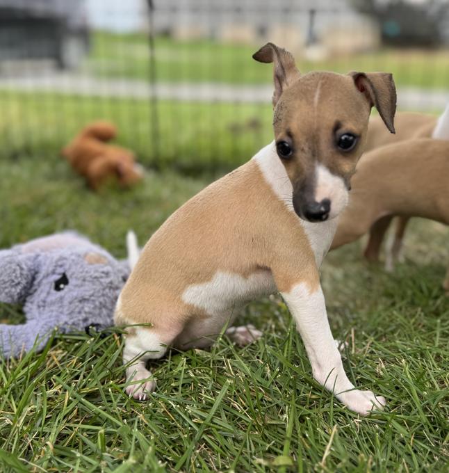 Italian Greyhound