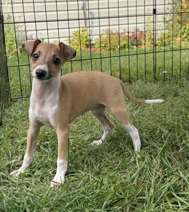 Italian Greyhound