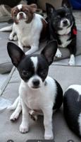 Chihuahua
