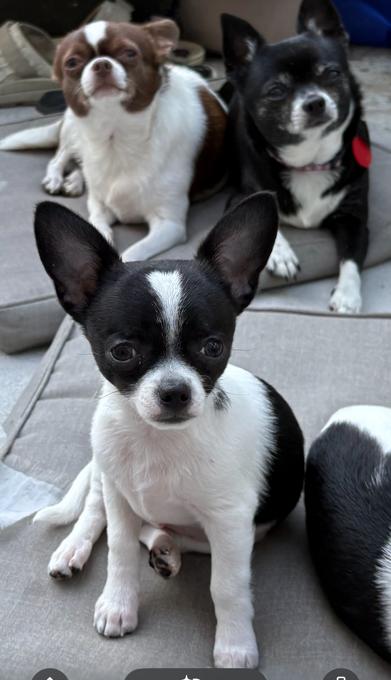 Chihuahua