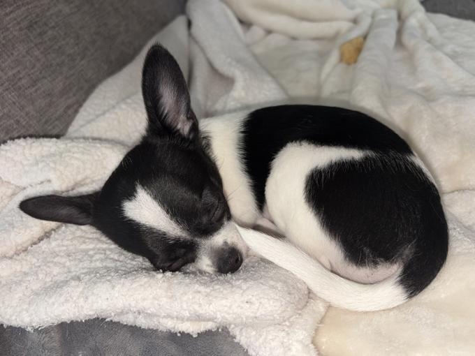 Chihuahua