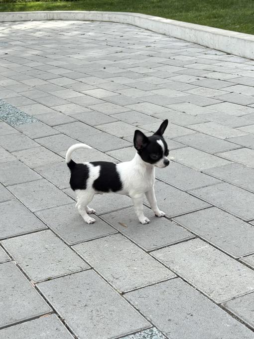Chihuahua