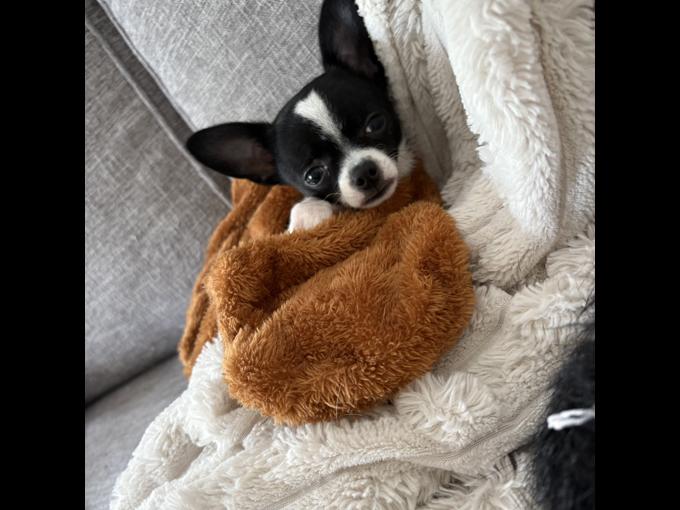 Chihuahua