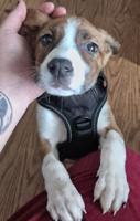 lab x pitbull mix