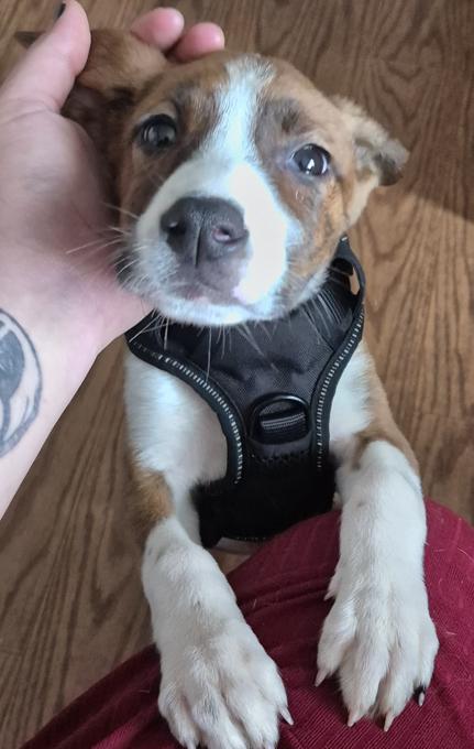 lab x pitbull mix