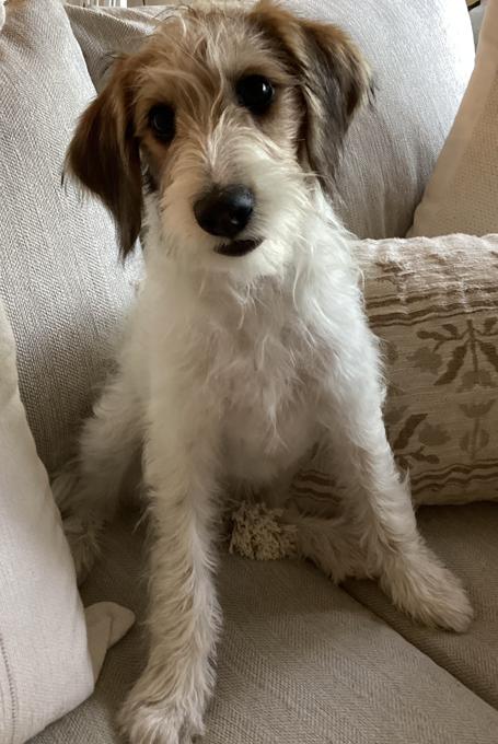 Aussiedoodle Schnoodle