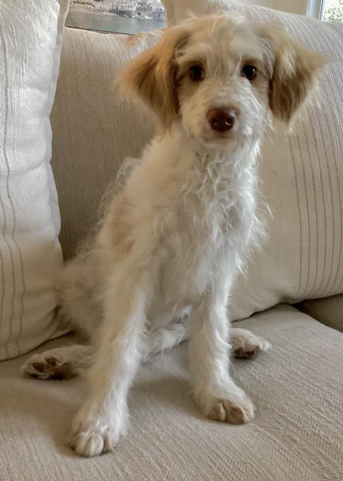 Aussiedoodle Schnoodle