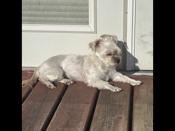 Morkie