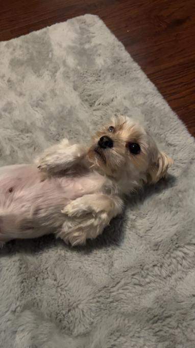 Morkie