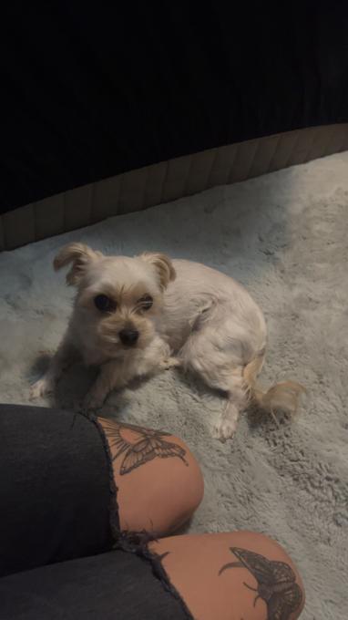 Morkie