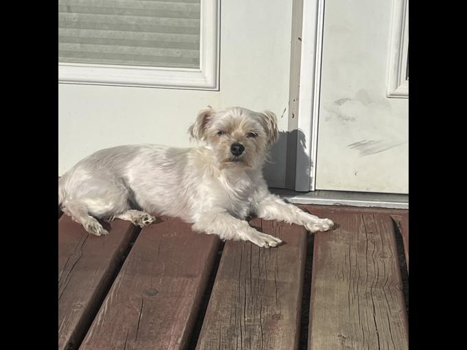 Morkie