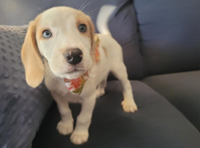 Beagle/ Aussie Coon Hound