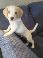 Beagle/ Aussie Coon Hound