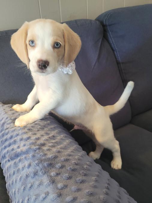 Beagle/ Aussie Coon Hound