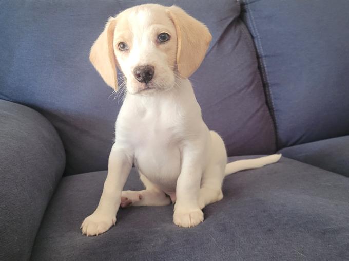 Beagle/ Aussie Coon Hound