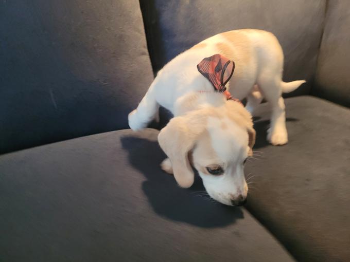 Beagle/ Aussie Coon Hound