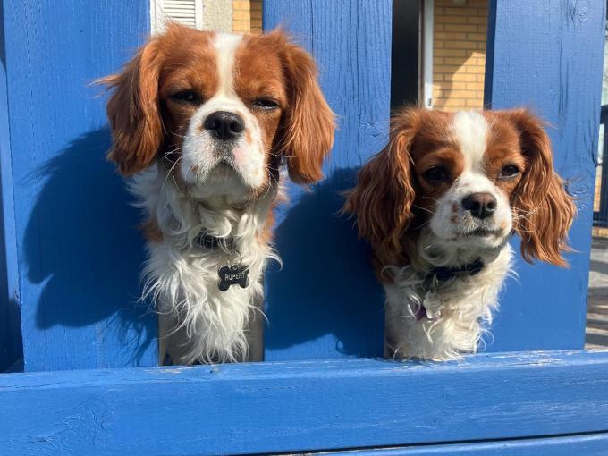 King Charles Cavalier Spaniel