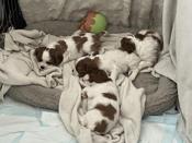 King Charles Cavalier Spaniel