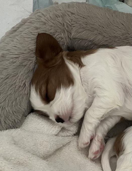 King Charles Cavalier Spaniel