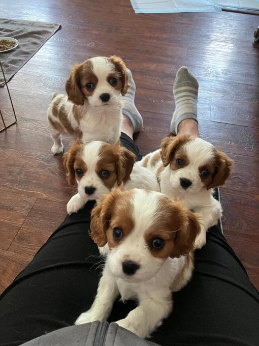 King Charles Cavalier Spaniel