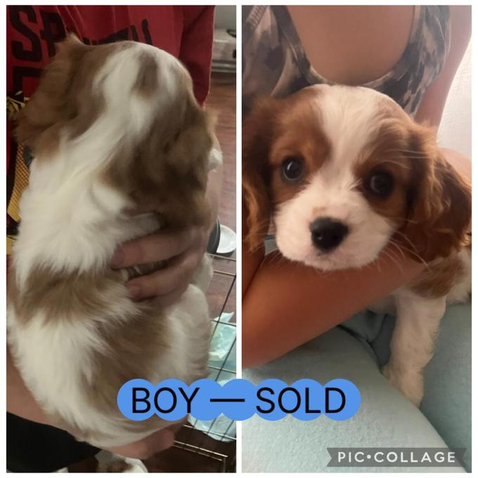 King Charles Cavalier Spaniel