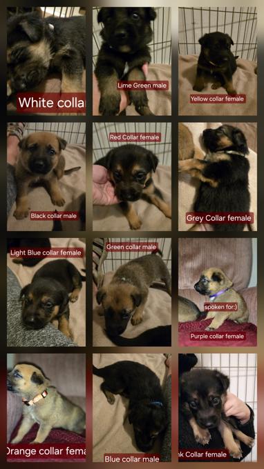 German Shepherd Cross