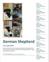 German Shepherd Cross