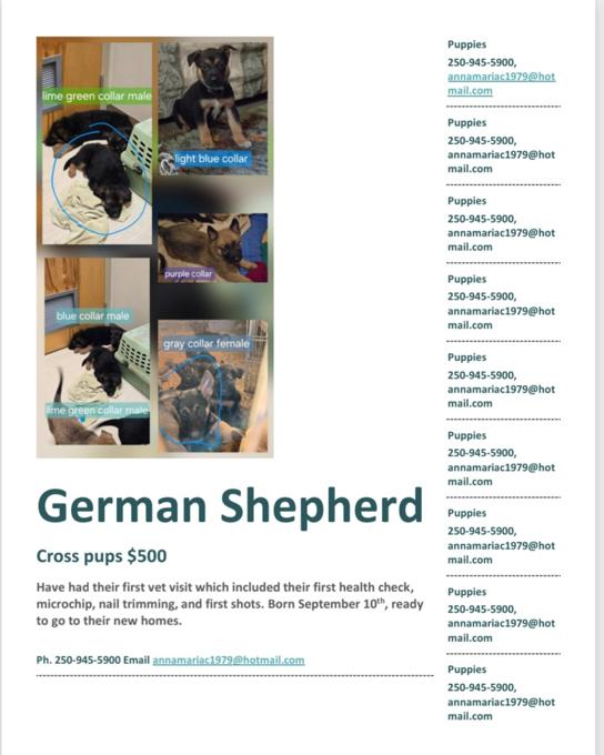 German Shepherd Cross