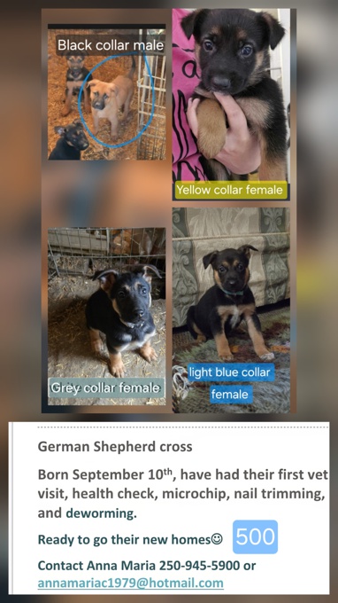 German Shepherd Cross