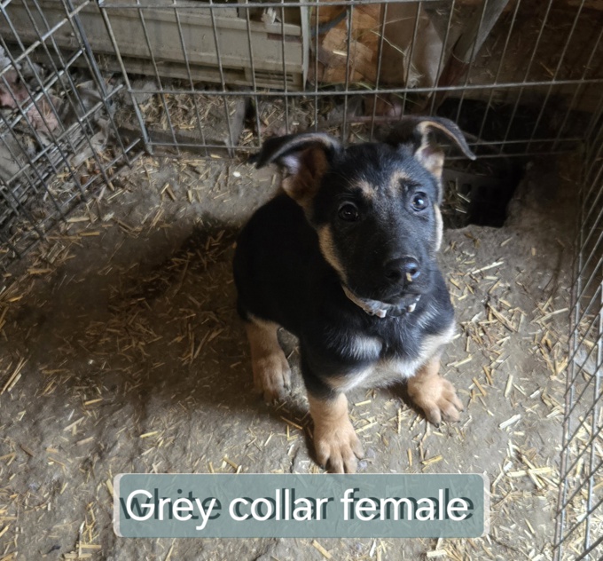 German Shepherd Cross