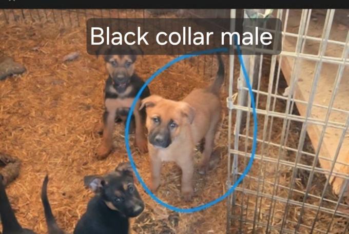 German Shepherd Cross