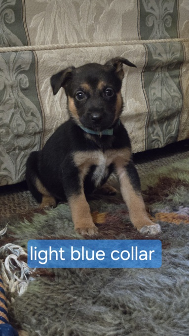 German Shepherd Cross