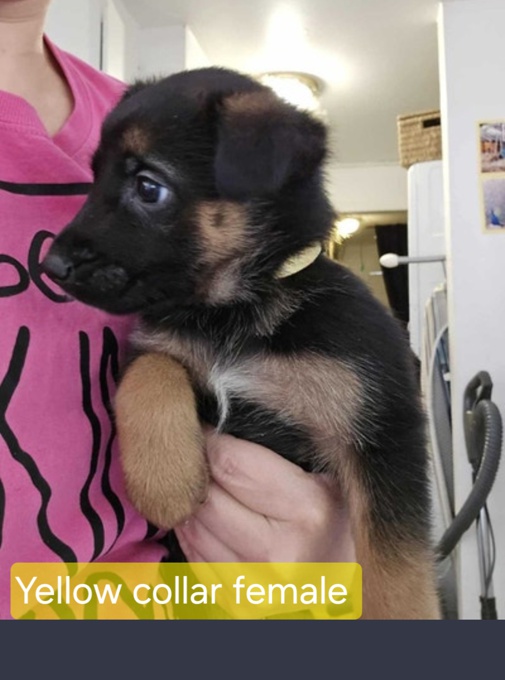 German Shepherd Cross