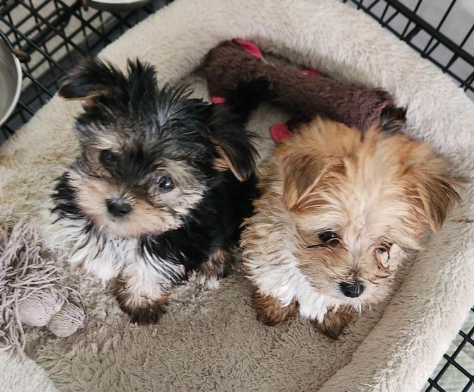 Morkie