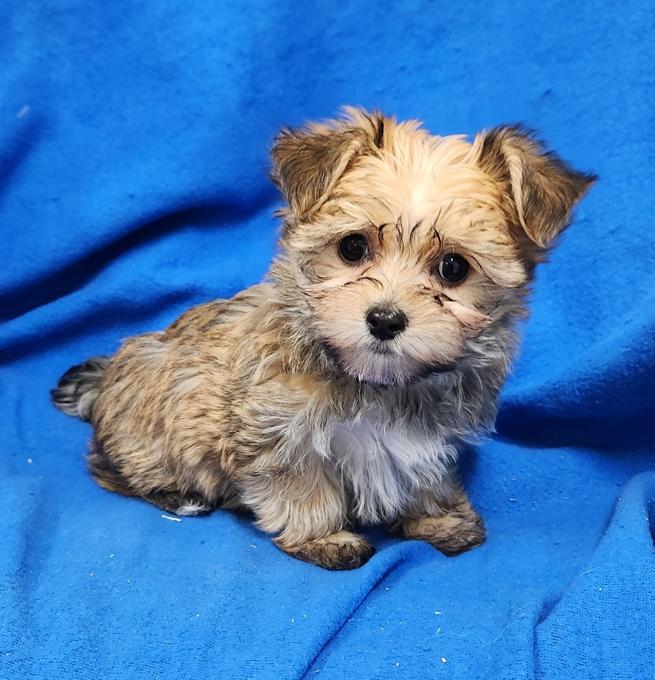 Morkie