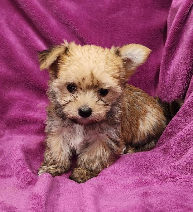 Morkie