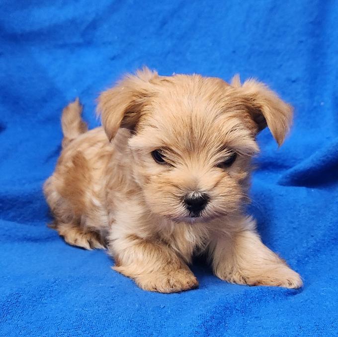 Morkie