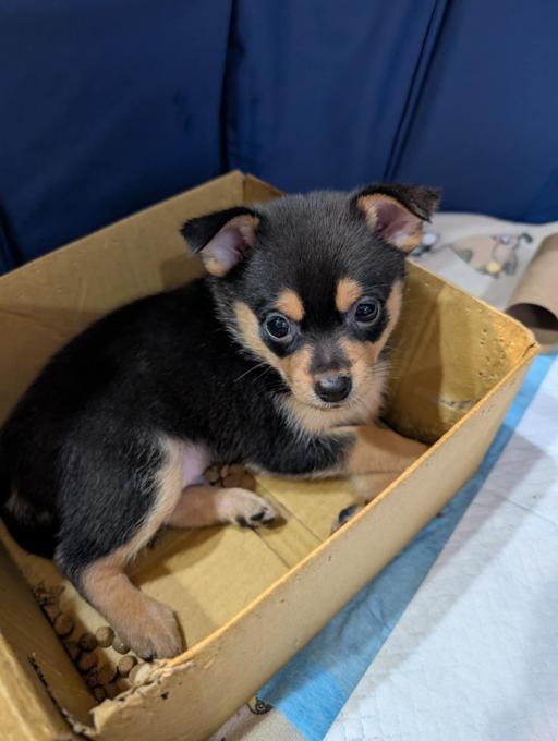 Pomchi