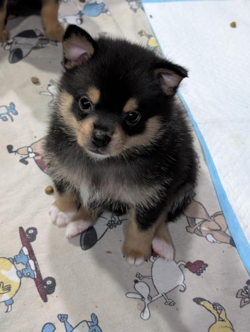 Pomchi