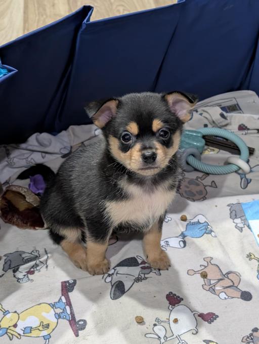 Pomchi