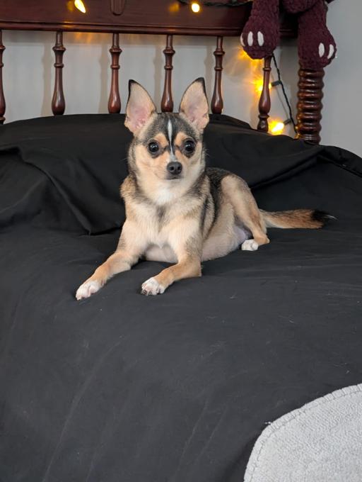 Pomchi