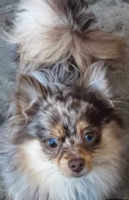 Pomchi