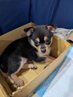 Pomchi