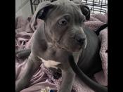 Bluenose