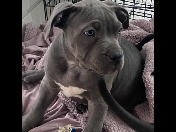 Bluenose