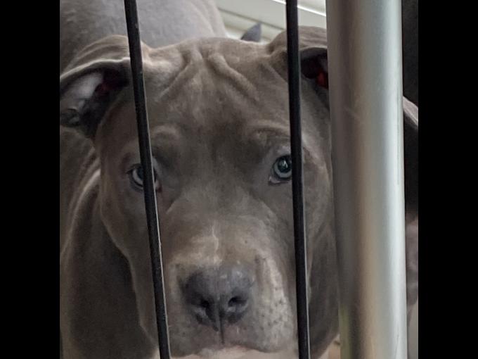 Bluenose