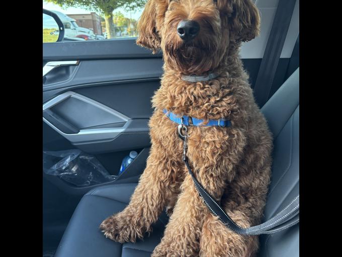 Australian labradoodle