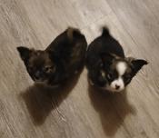 Pomeranian/Chihuahua