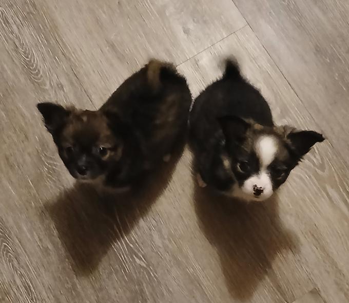 Pomeranian/Chihuahua