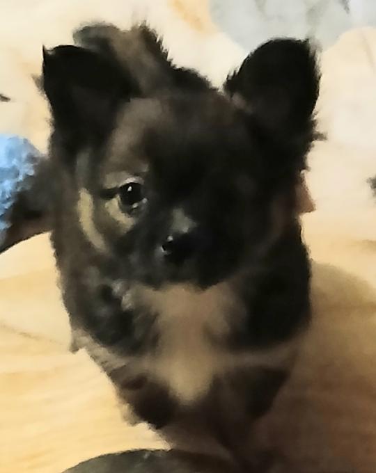 Pomeranian/Chihuahua